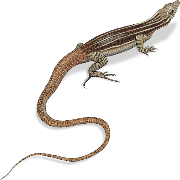 Engraving of a Namaqua sand lizard (Pedioplanis namaquensis)